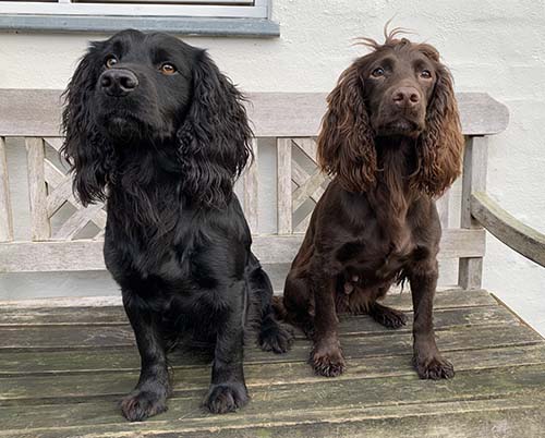 FT Cocker Spaniel Flint med rema