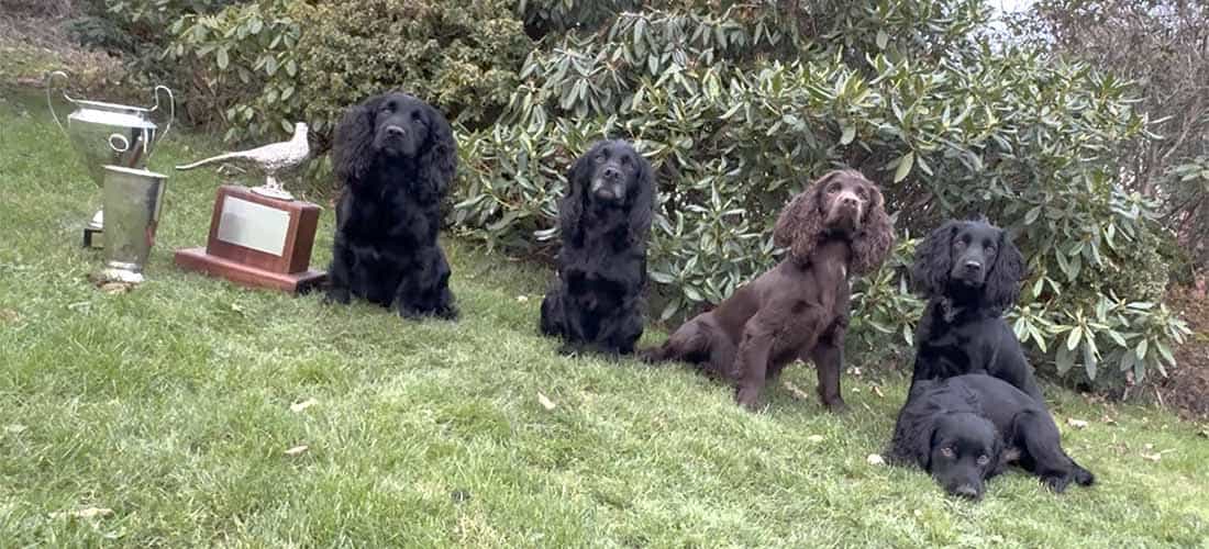 FT Cocker Spaniels til jagt og markprøve