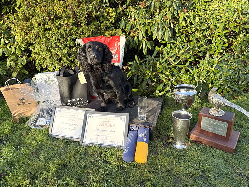 Dk FTCh Meulengrath Spectre